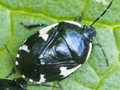Tritomegas sexmaculatus